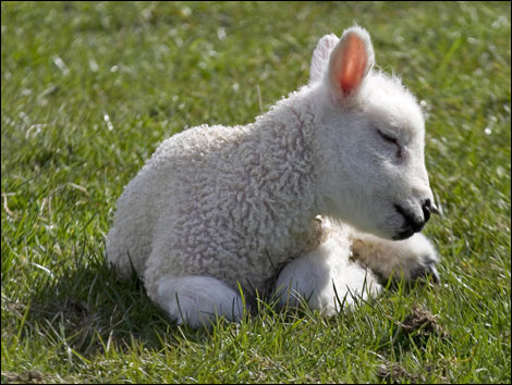 lamb